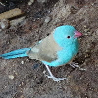 Blue-capped Cordonbleu